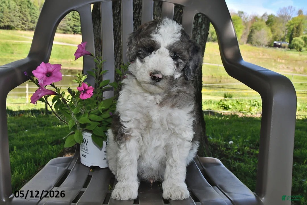 Goldendoodle dogs for sale: Teddy - Ad 2