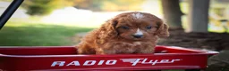 Cavapoo dogs for sale: Kristina   - Ad 14