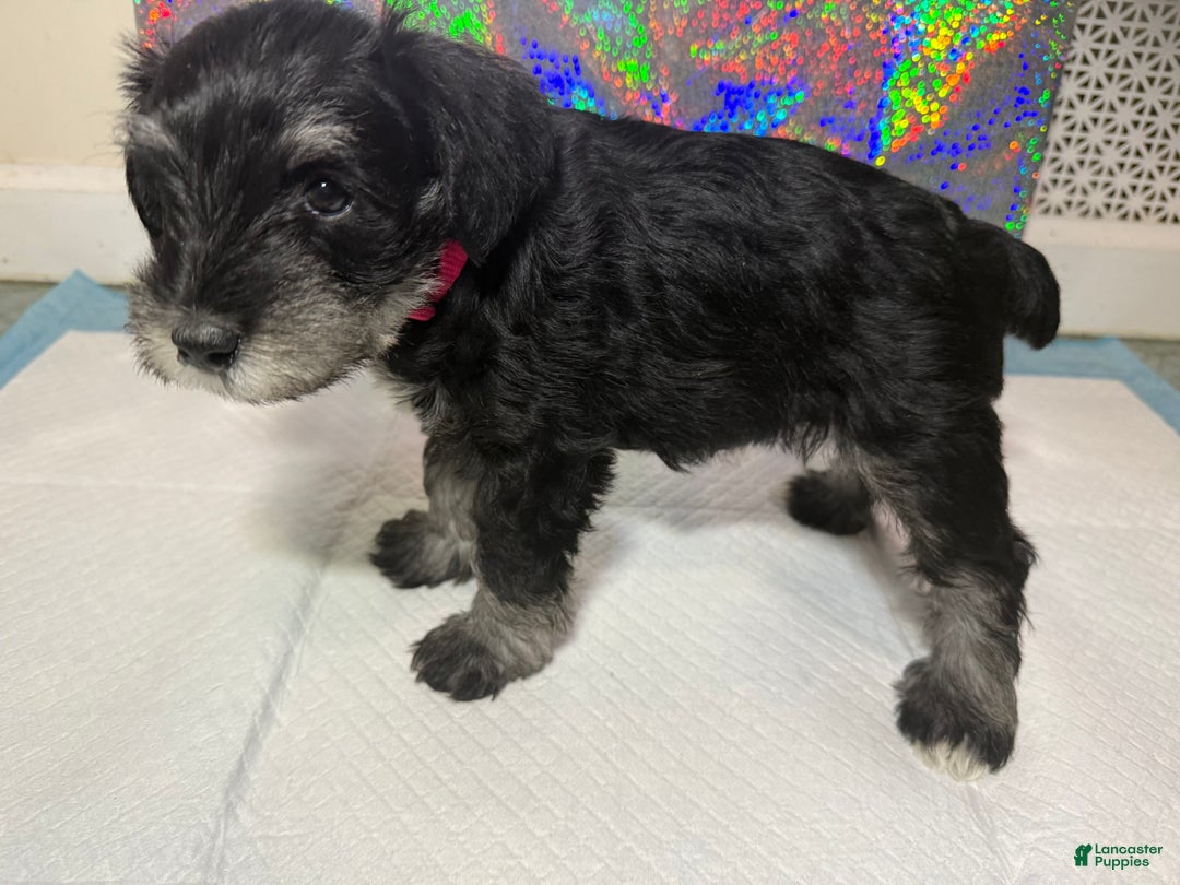 Miniature Schnauzer dogs for sale: Miniature Schnauzer Puppy 3 - Ad 4