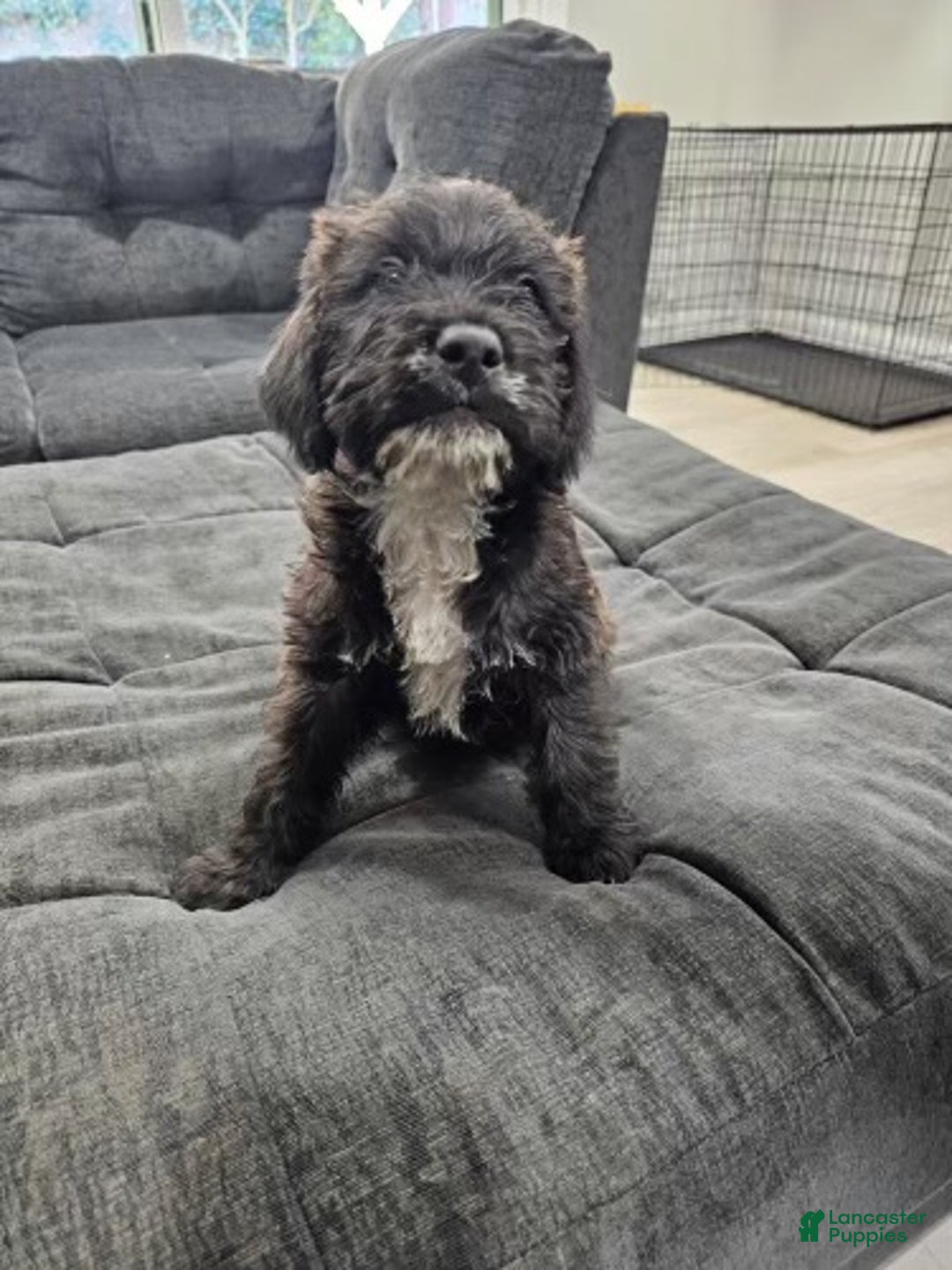 Mixed Breed dogs for sale: Dexter - Ad 1