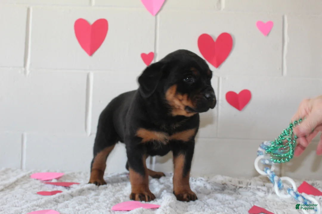 Rottweiler dogs for sale: Bella - Ad 3