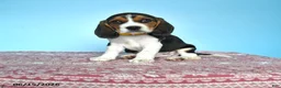 Beagle dogs for sale: Wilber - Ad 1