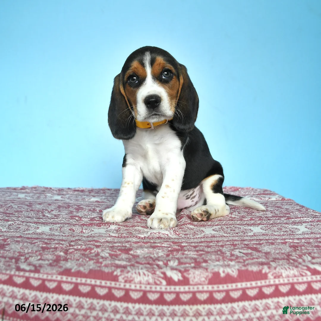 Beagle dogs for sale: Wilber - Ad 1