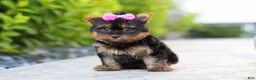 Yorkshire Terrier dogs for sale: Lola - Ad 5