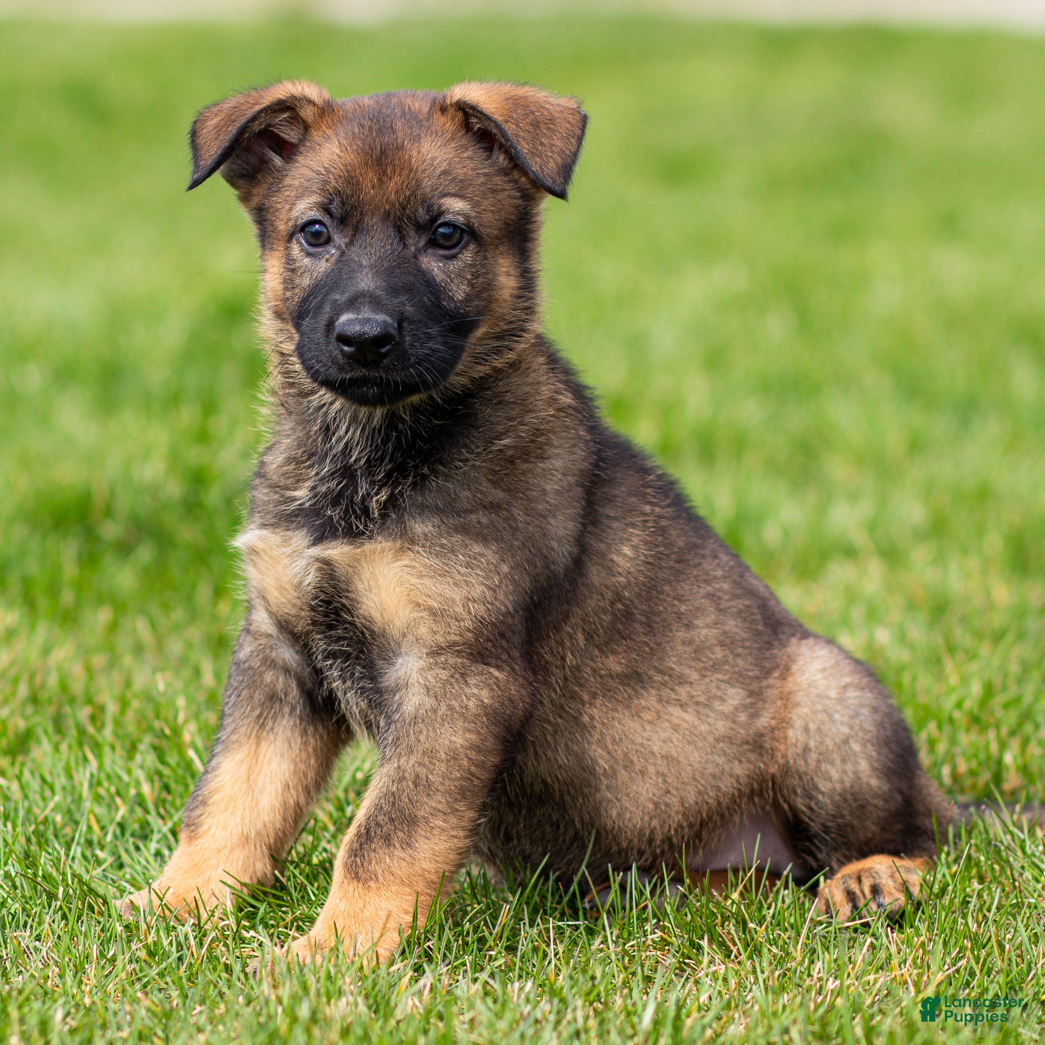 German Shepherd dogs Samson German Shepherd Puppy  - Ad 2