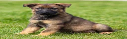 German Shepherd dogs for sale: Samson German Shepherd Puppy  - Ad 2