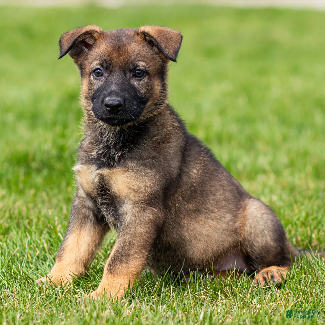 German Shepherd dogs for sale: Samson German Shepherd Puppy  - Ad 2