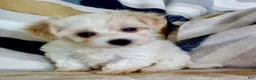 Yochon dogs for sale: Minnie - Ad 3