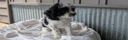 Cockapoo dogs for sale: Hunter - Ad 3
