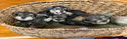 Miniature Schnauzer dogs for sale: Miniature Schnauzer 1 - Ad 1