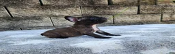 French Bulldog dogs for sale: Jazz - Ad 8