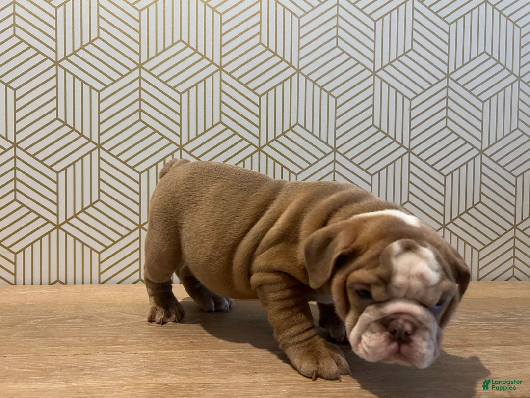 English Bulldog dogs for sale: Poppy - Ad 6