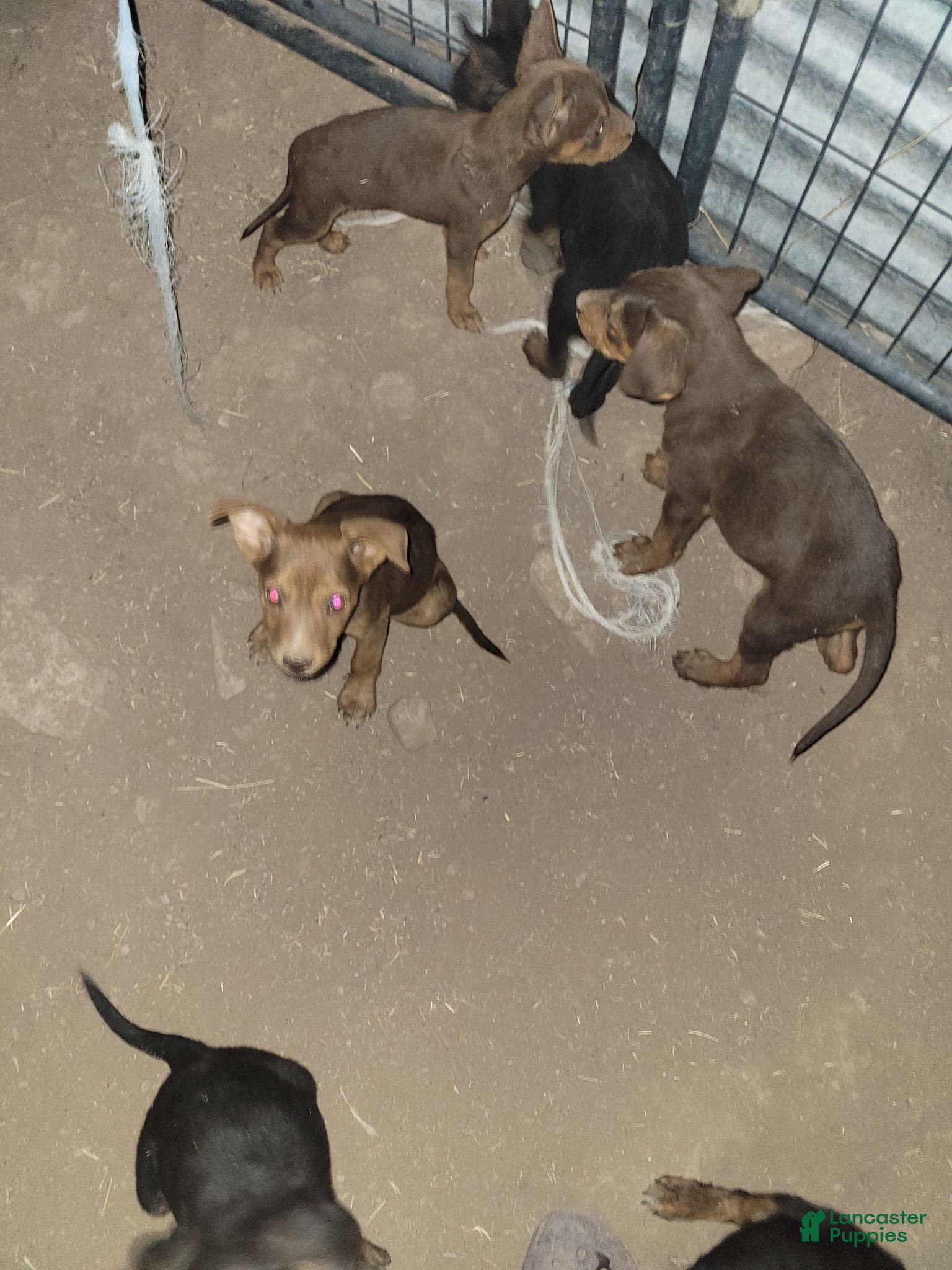 Mixed Breed dogs Mixed Breed 4 - Ad 33