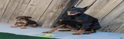 Doberman Pinscher dogs for sale: Doberman Pinscher 1 - Ad 4