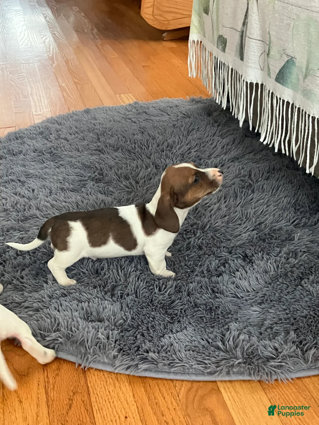 Miniature Dachshund dogs for sale: Akc Lyle - Ad 2