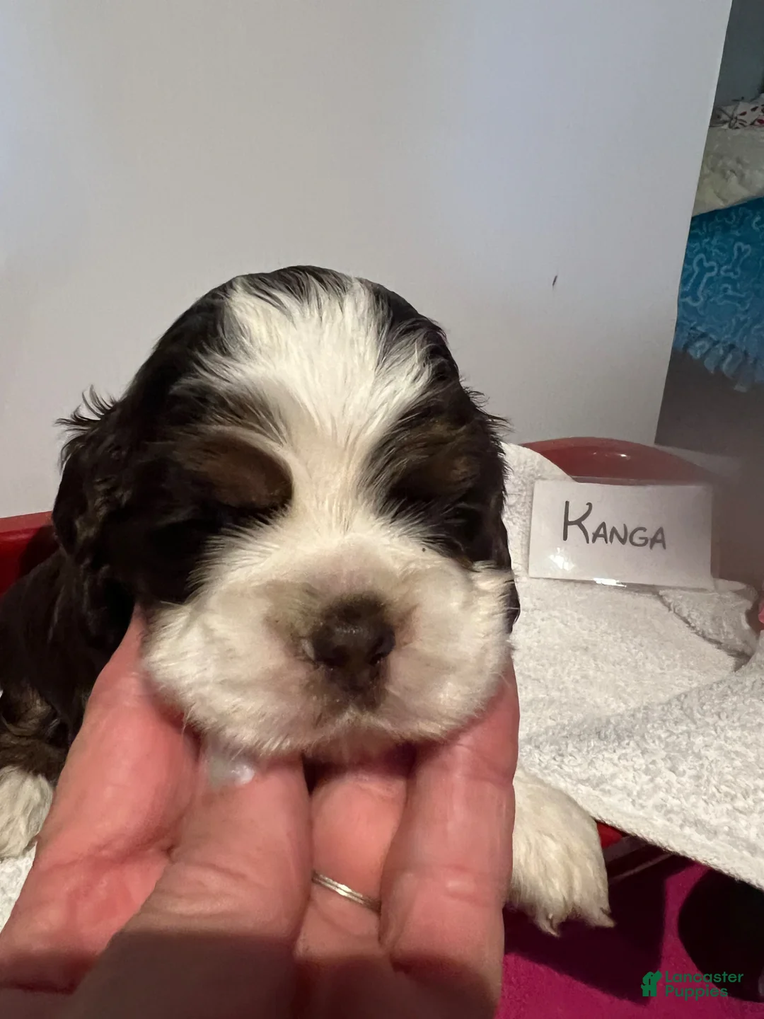 Cocker Spaniel dogs for sale: Cocker Spaniel Puppy 6 - Ad 1