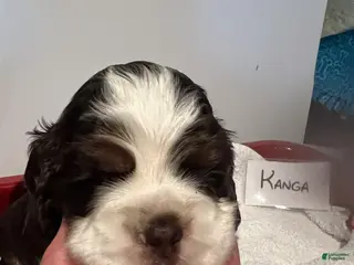 Cocker Spaniel dogs Cocker Spaniel Puppy 6 - Ad 5