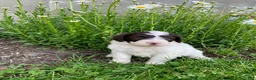 Portuguese Water Dog dogs for sale: Macy - Ad 1