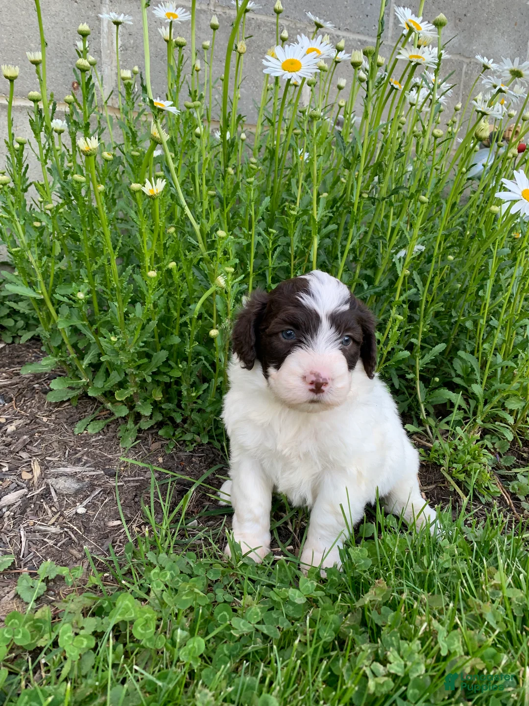 Portuguese Water Dog dogs for sale: Macy - Ad 1