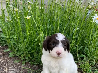 Portuguese Water Dog dogs for sale: Macy - Ad 3