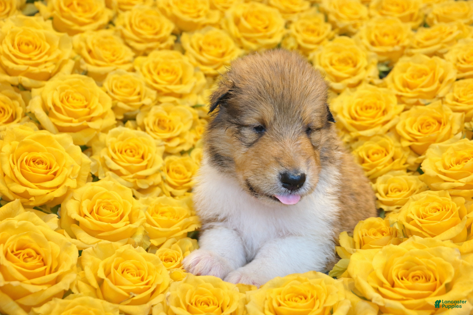 Collie dogs Peter - Ad 4