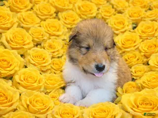 Collie dogs Peter - Ad 4