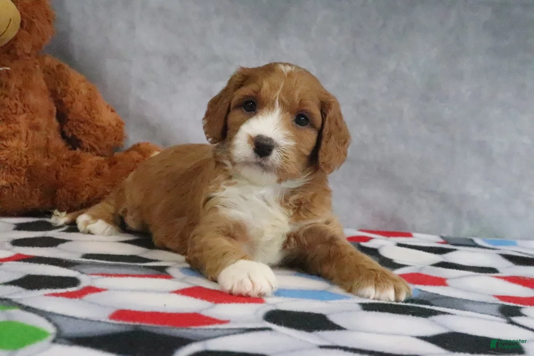 Mini Goldendoodle dogs for sale: Cassidy - Ad 2