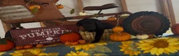 Labrador Retriever dogs for sale: Labrador Retriever 1 - Ad 4