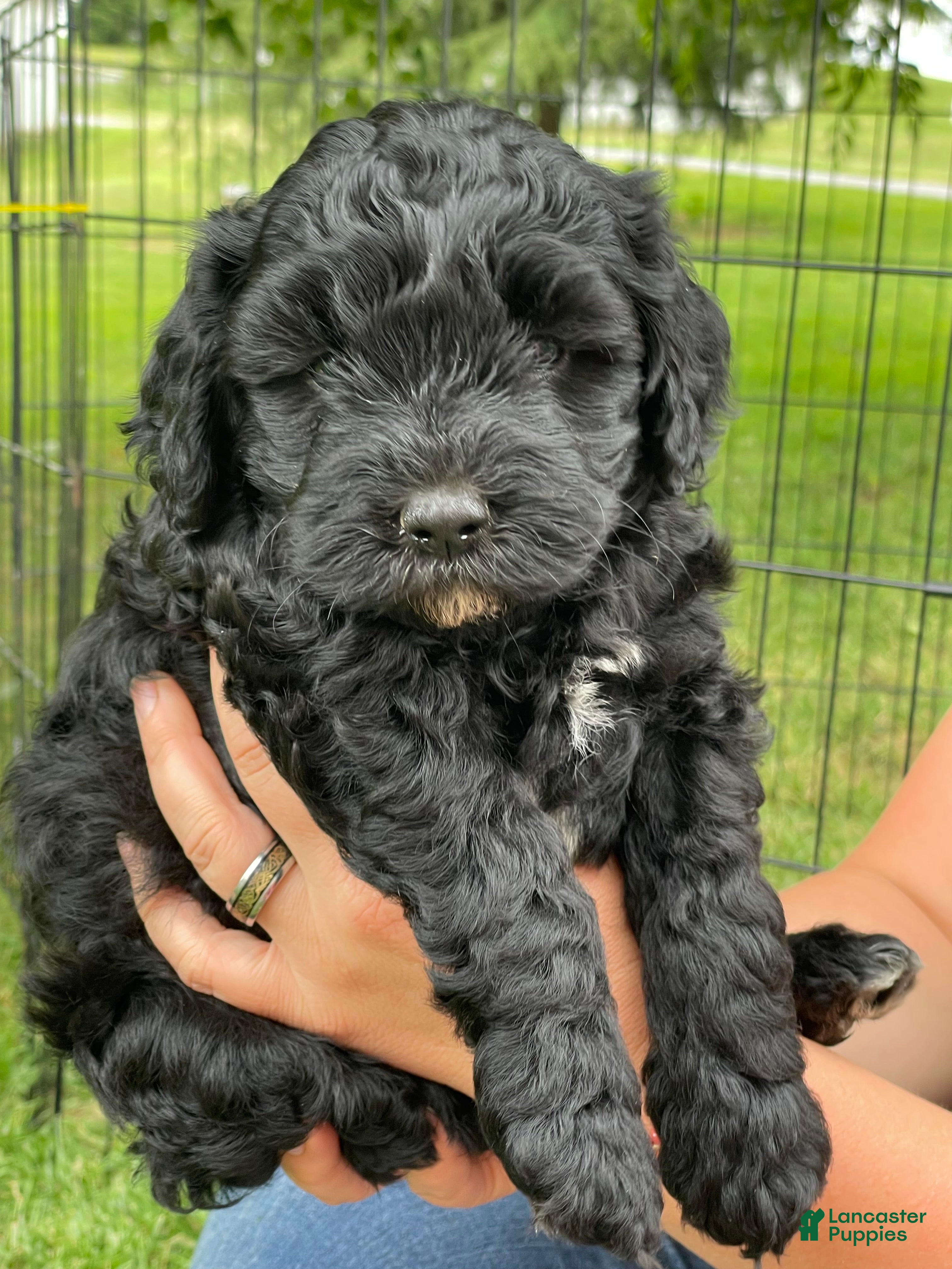 Miniature Poodle dogs Whit - Ad 2
