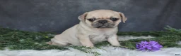 Pug dogs for sale: Jenny - Ad 5