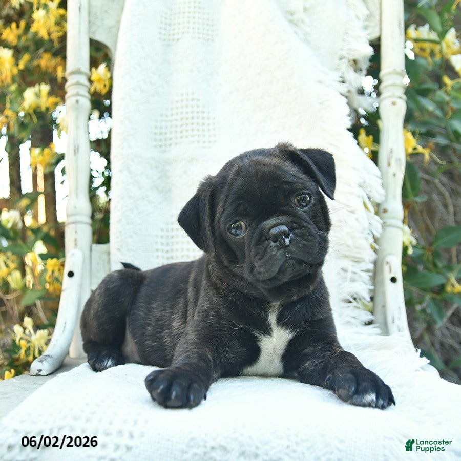 Mixed Breed dogs for sale: Scout  - Ad 2