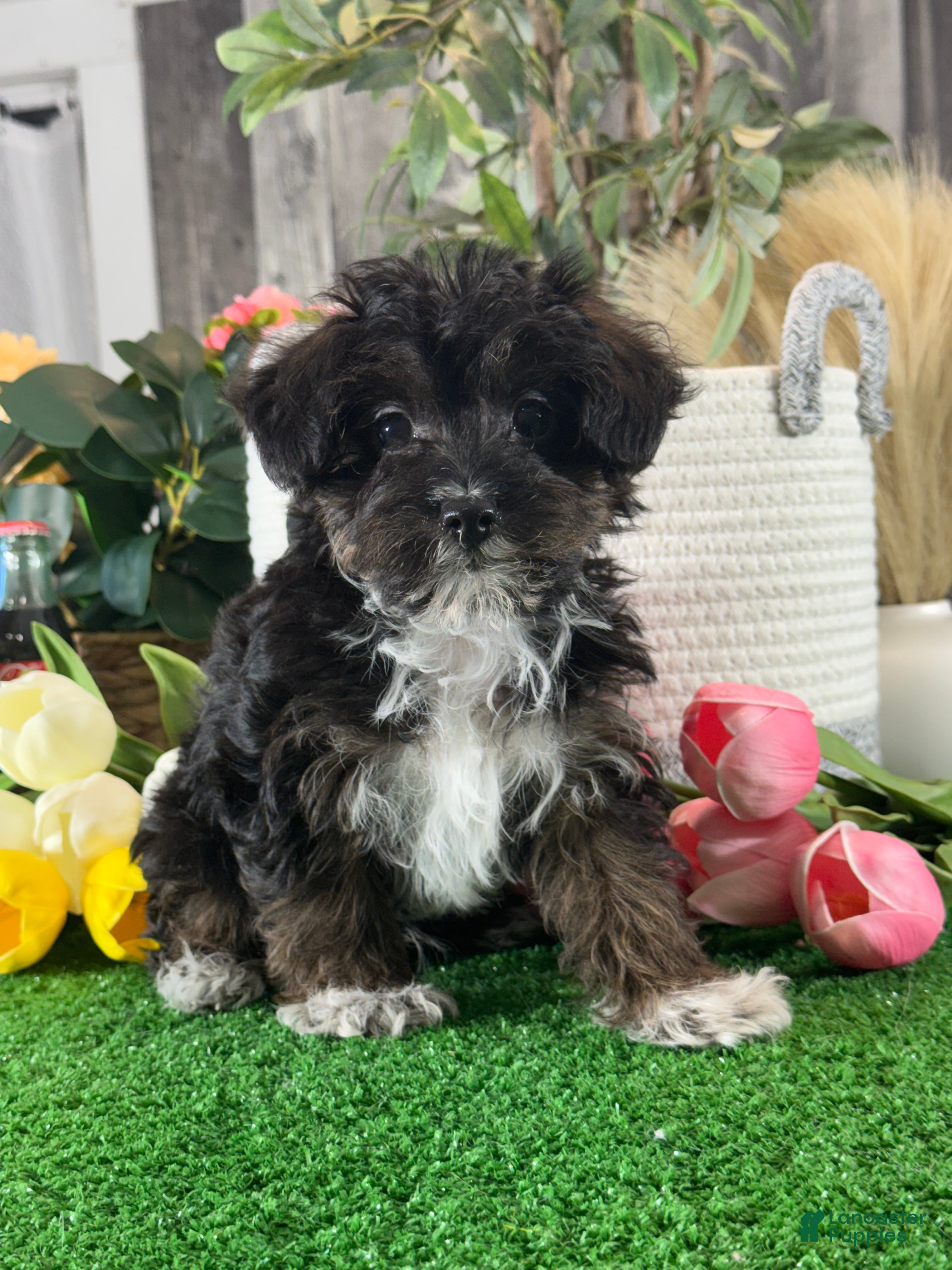 Yorkiepoo dogs Oliver - Ad 35
