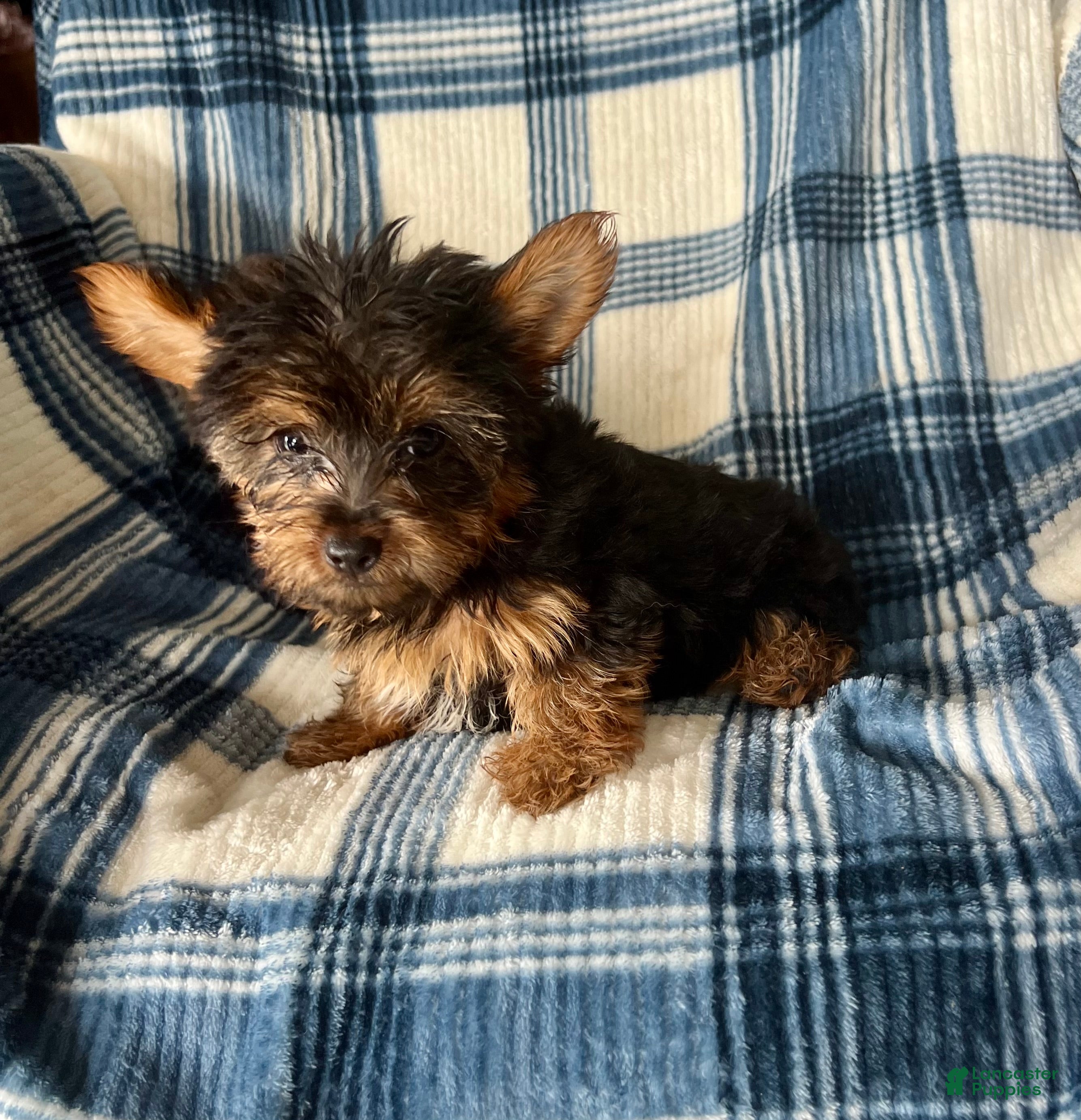 Yorkshire Terrier dogs Scotty-Yorkshire Terrier 2 - Ad 2