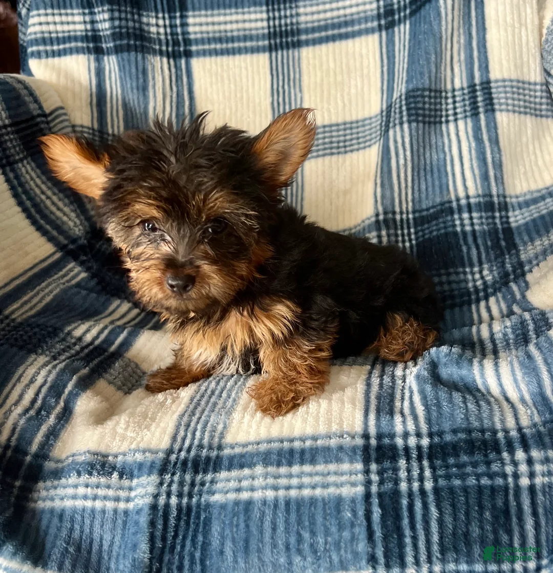 Yorkshire Terrier dogs for sale: Scotty-Yorkshire Terrier 2 - Ad 2