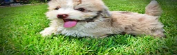 Havapoo dogs for sale: Espresso - Ad 11
