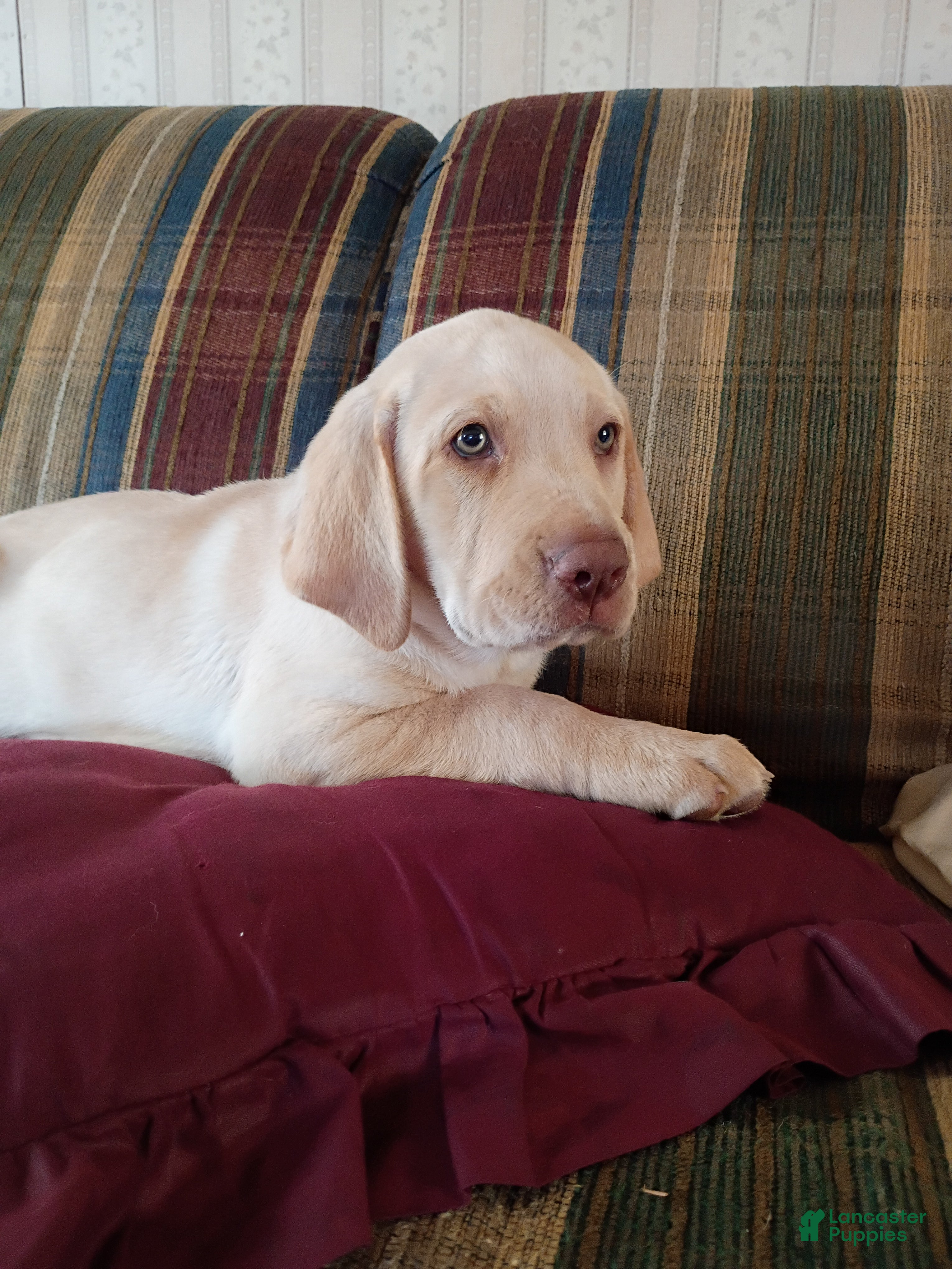 Labrador Retriever dogs Precious - Ad 2