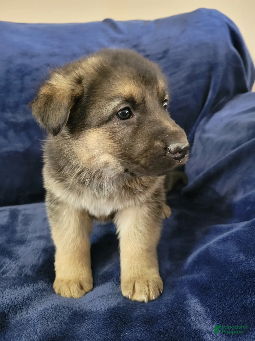 German Shepherd dogs for sale: German Shepherd Puppy 3 - Ad 1