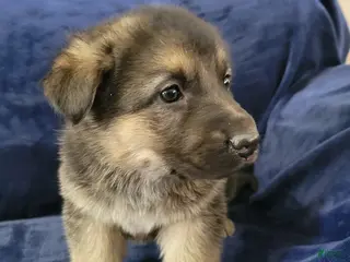 German Shepherd dogs German Shepherd Puppy 3 - Ad 32