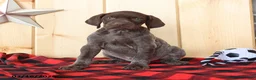 German Shorthaired Pointer dogs for sale: Blake - Ad 3
