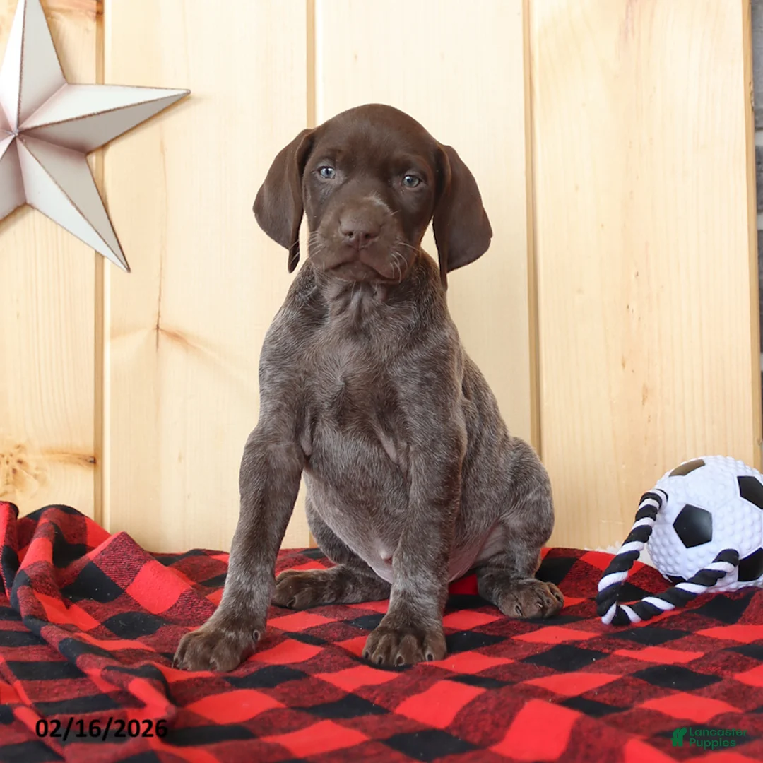 German Shorthaired Pointer dogs for sale: Blake - Ad 3