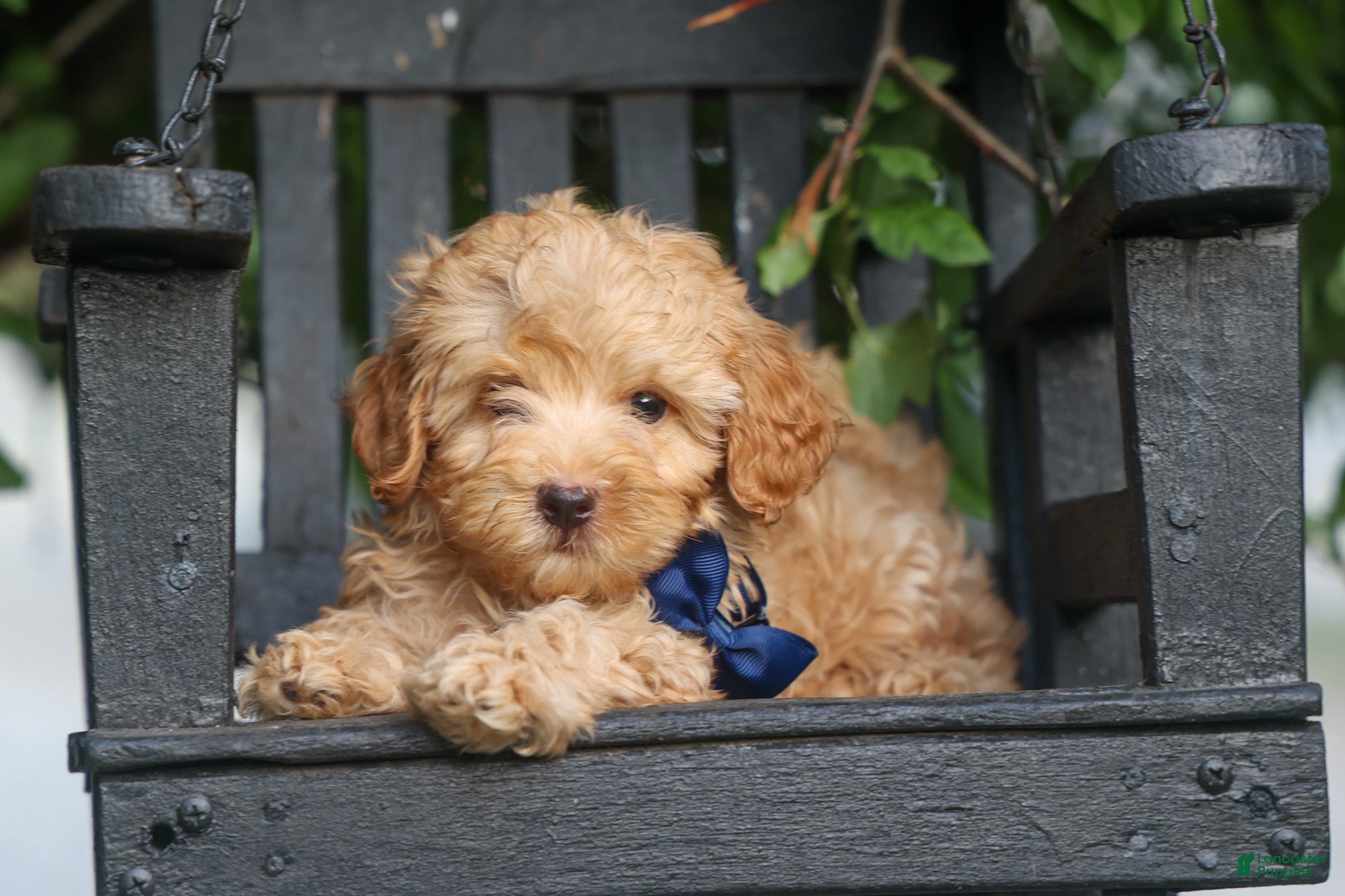 Havapoo dogs for sale: Eugene 💛🐾 - Ad 4