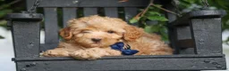 Havapoo dogs for sale: Eugene 💛🐾 - Ad 1