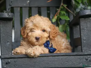 Havapoo dogs for sale: Eugene 💛🐾 - Ad 4