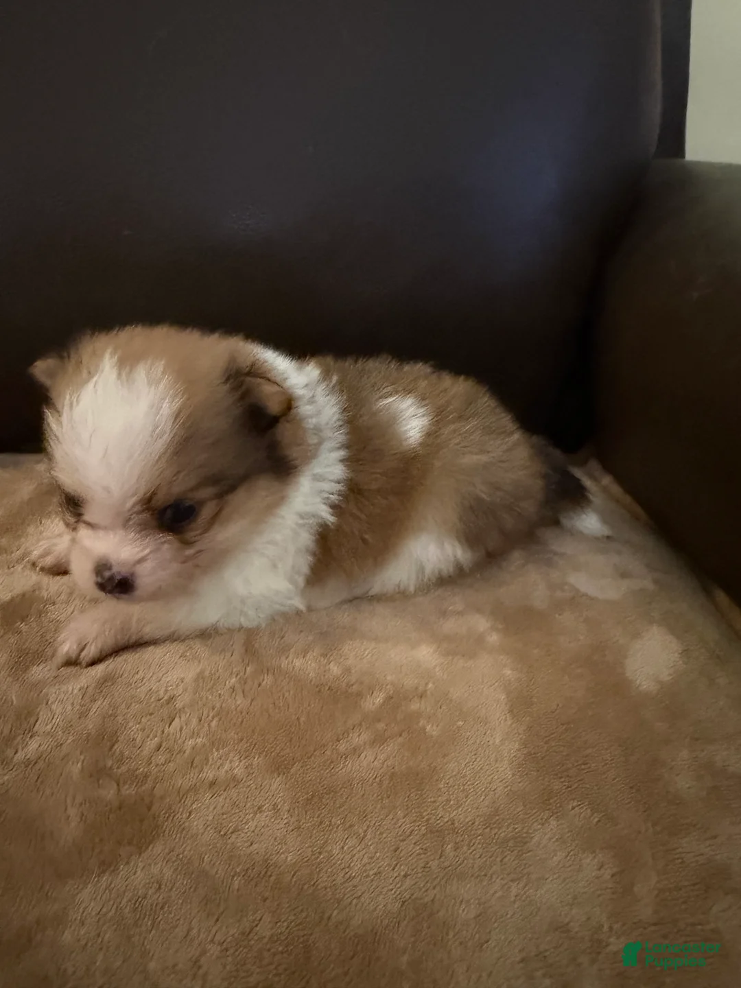 Pomeranian dogs for sale: Jester - Ad 1