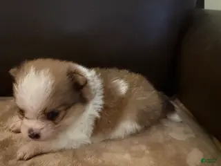 Pomeranian dogs for sale: Jester - Ad 2