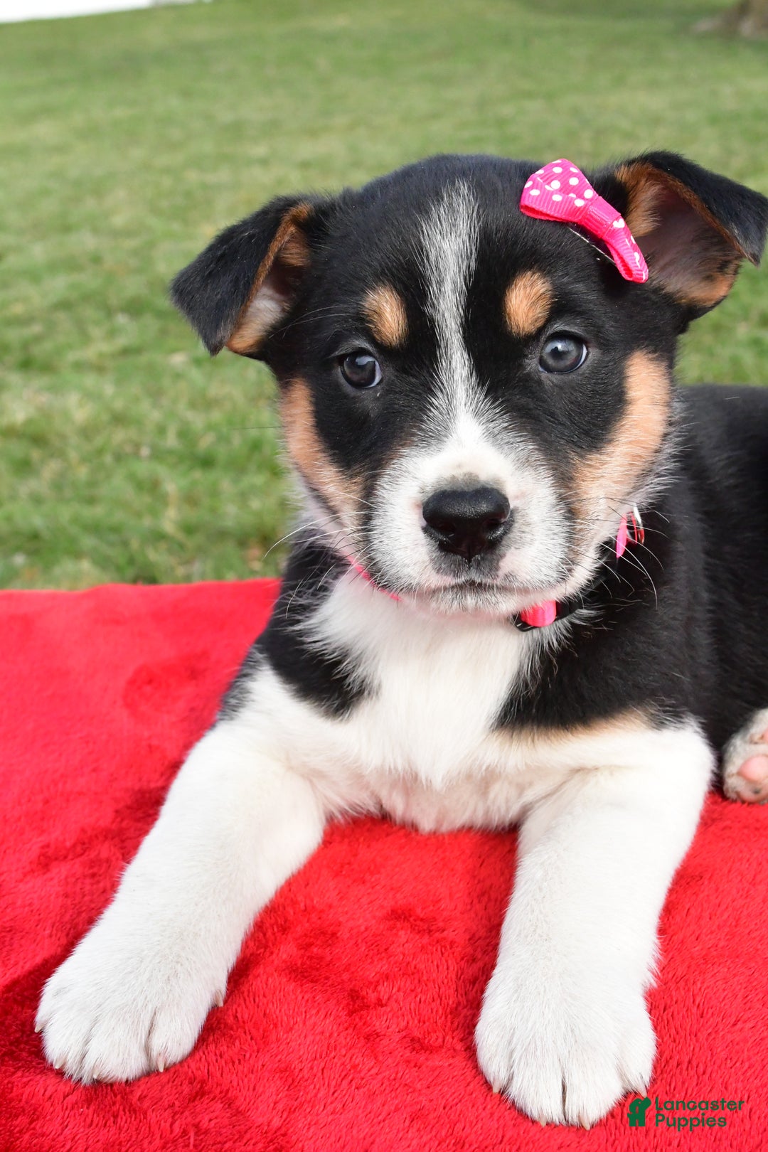 Mixed Breed dogs for sale: Molly - Ad 5