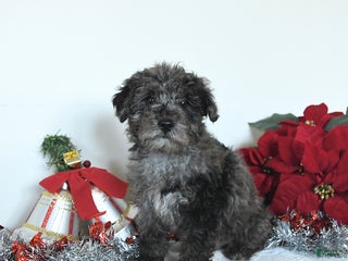 Yorkiepoo dogs Lux - Ad 1