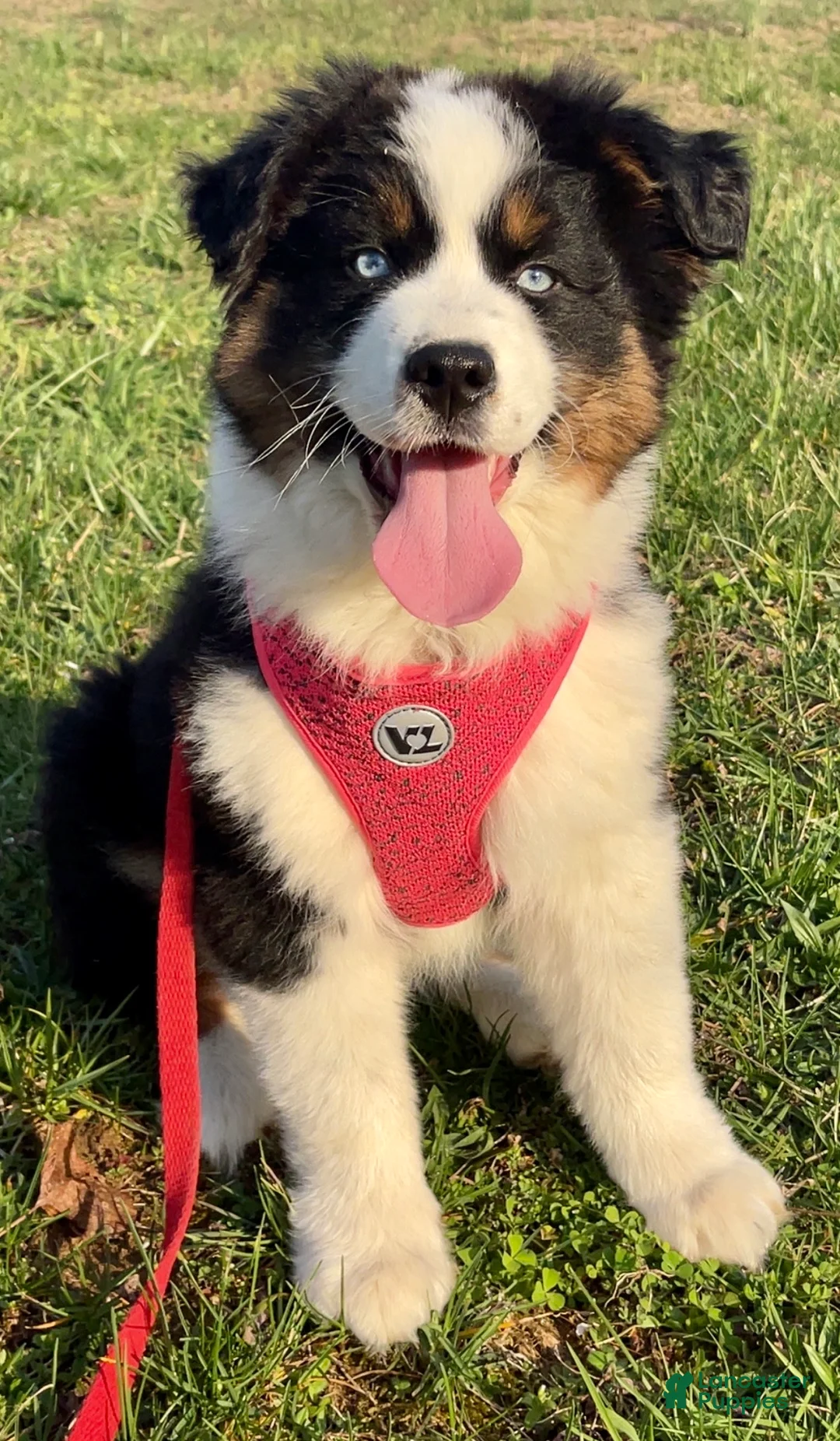 Australian Shepherd dogs for sale: Australian Shepherd Puppy 1 - Ad 2