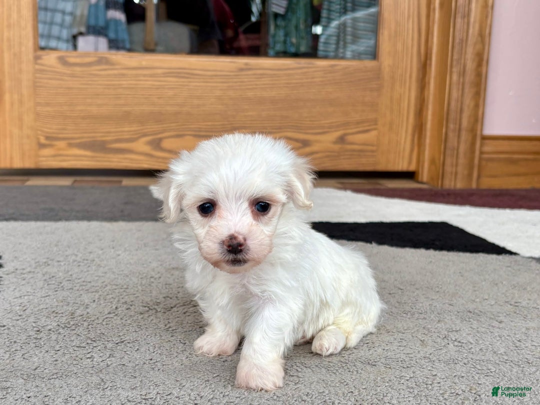 Coton De Tulear dogs for sale: Tj - Ad 8