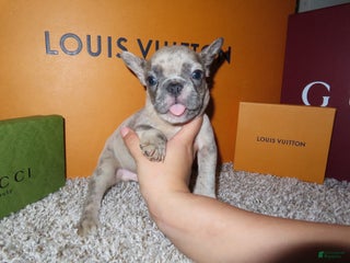 French Bulldog dogs - Ad 11